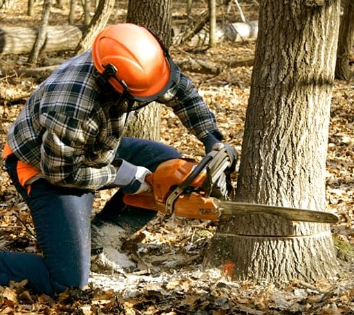 Tree Removal in Revillo, SD